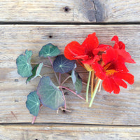 NASTURTIUM BLUE PEPE SEEDS